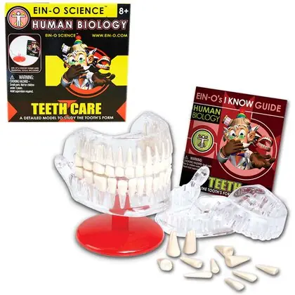Modelo armable dental