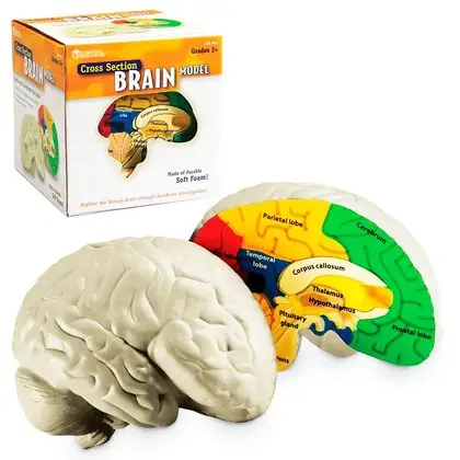 Modelo de cerebro