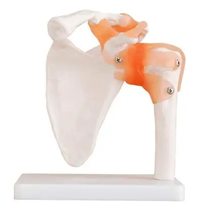 Articulación de hombro tamaño real