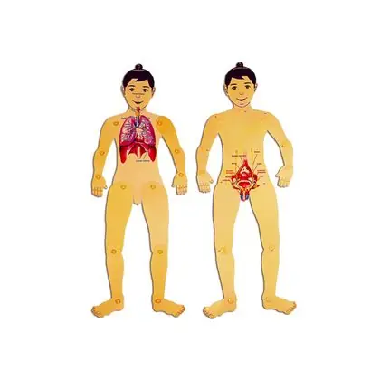 Muñeco articulado niño sistema respiratorio y repr