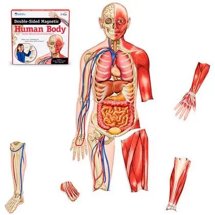 Cuerpo humano magnético