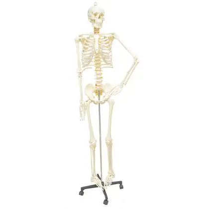 Esqueleto 180 cm. con base metalica