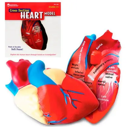 Modelo corazón