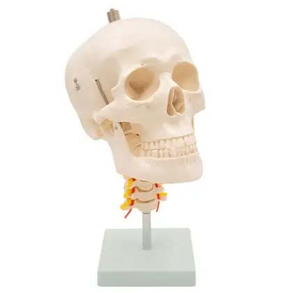 Cráneo con vertebra