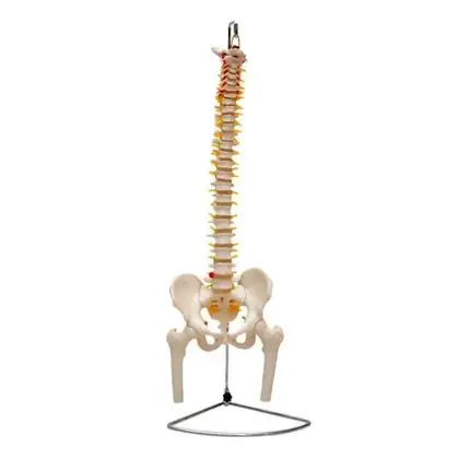 Columna vertebral con pelvis y femur