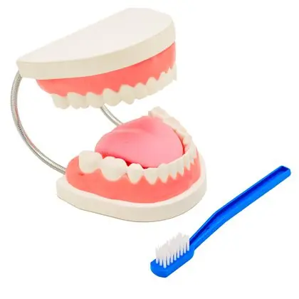 Dentadura con cepillo y lengua