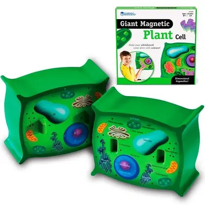 Modelo celular la planta