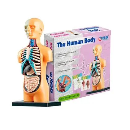 Torso armable 15 x 7 cm.