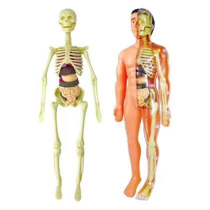 Kit anatomía cuerpo humano armable