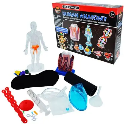 Modelo armable del diente torso y adn